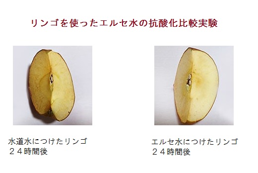 リンゴを使ったエルセ処理の抗酸化実験 有機40