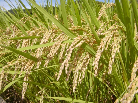 ナチュラ１ 稲の使用方法 水素水 肥料