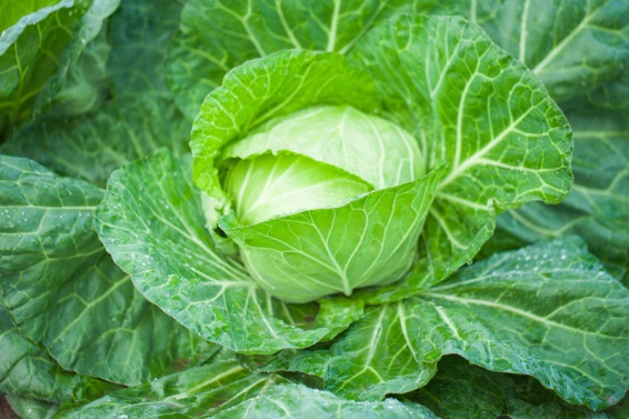 ナチュラ１ 葉物野菜の使用方法 水素水 肥料